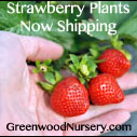 Click here to Buy Premium Strawberry Plants | Greenwood Nursery
