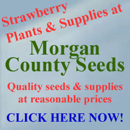 Click here to Buy Strawberry Plants | Morgan County Seeds