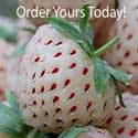 pineberry