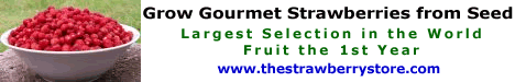 Buy Strawberry Plants thestrawberrystore Buy Strawberry Plants
