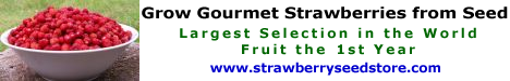 Strawberry Seeds thestrawberrystore4 Strawberry Seeds