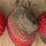 gray mold strawberry plant 150x150 Strawberry Plant