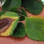 strawberry plant leaf blight 150x150 Strawberry Plant