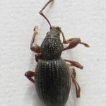 strawberry plant root weevil 150x150 Strawberry Plant
