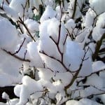 growing strawberries guide winter1 150x150 Monthly Growing Strawberries Guide
