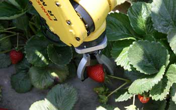 strawberry picking robot Strawberry Picking Robot