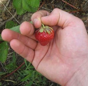 pick strawberries 300x293 Strawberry Picking