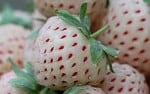 pineberries