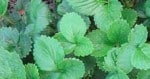 moving strawberry runner plants