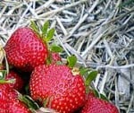 mulching strawberry plants in the summer