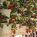 hydroponic strawberry farms