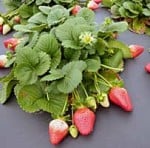strawberries on the verge of helping diabetics