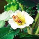 strawberry pollination