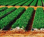 growing strawberries with new techniques