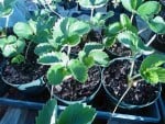 fairfax strawberry plants