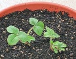 growing strawberries in containers