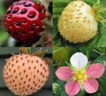 ancient strawberry plants