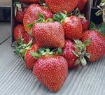 archer strawberry variety