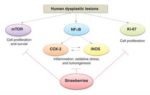 strawberries and esophageal cancer mechanisms