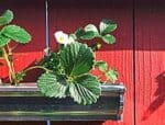 growing strawberries in gutters