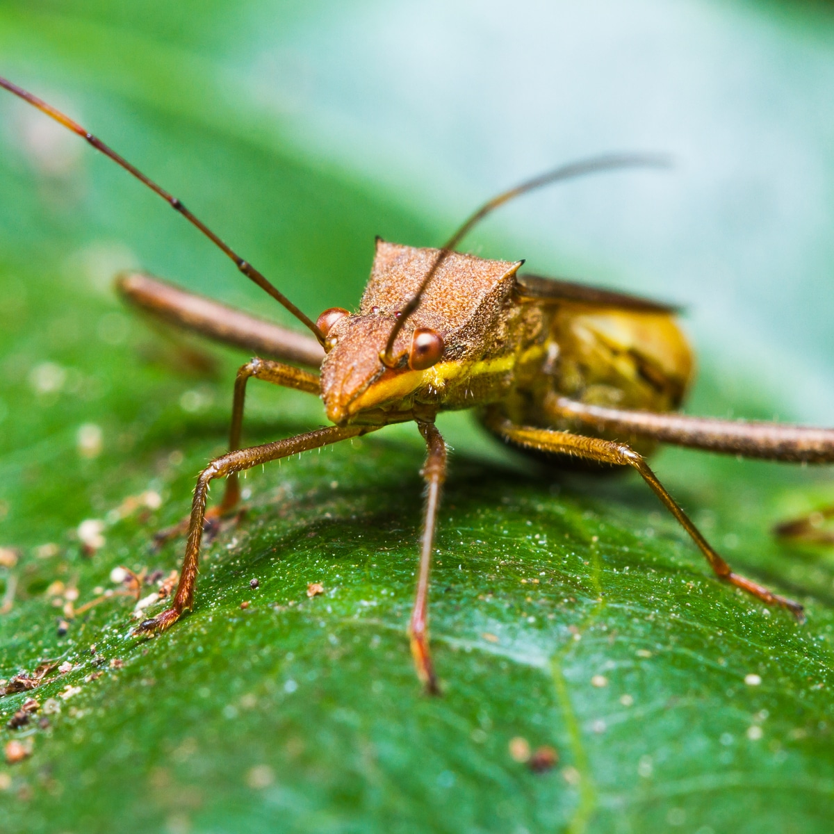 Assasin bug standing on a green leaf.