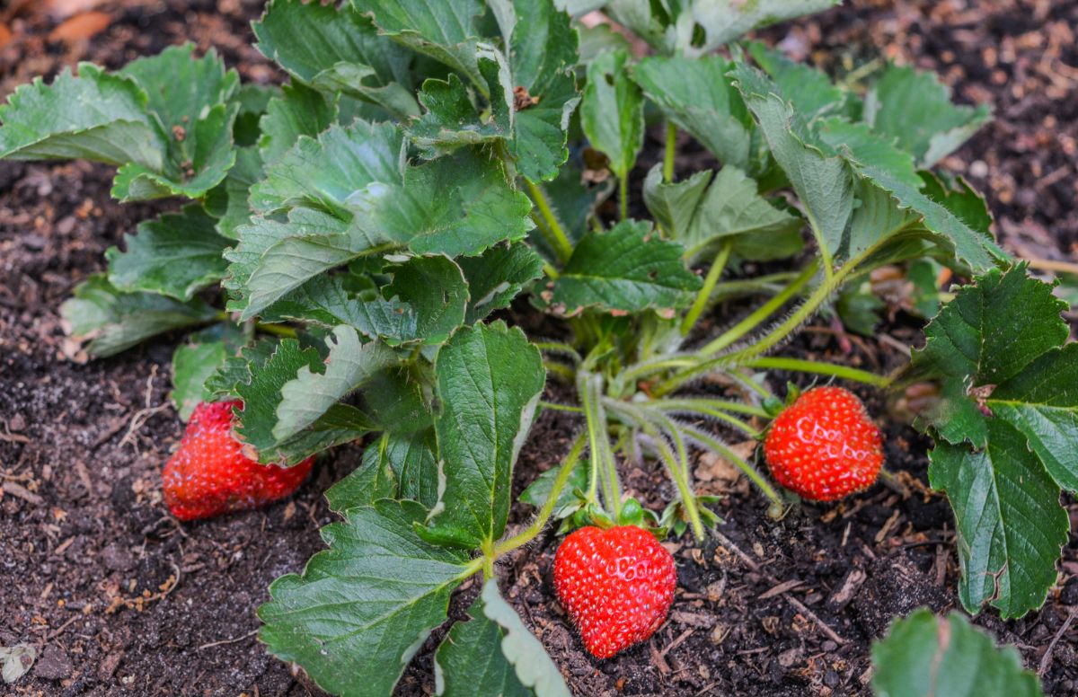 Strawberries grow on an everbearing strawberry plant