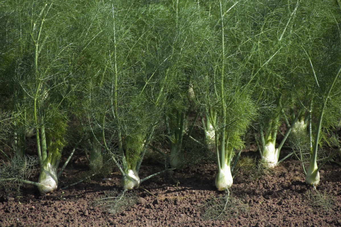 Fennel growing in the garden.