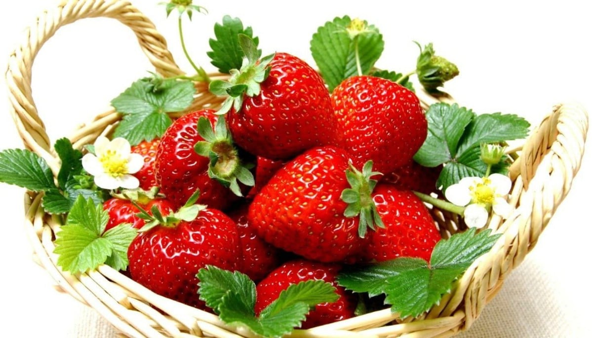 Ozark beauty strawberries freshly harvested.