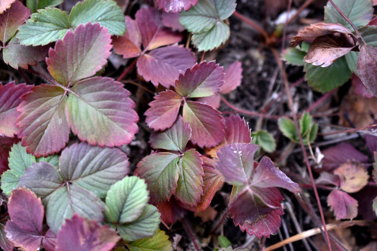 Red-green autumn strawberry leaves in garden.