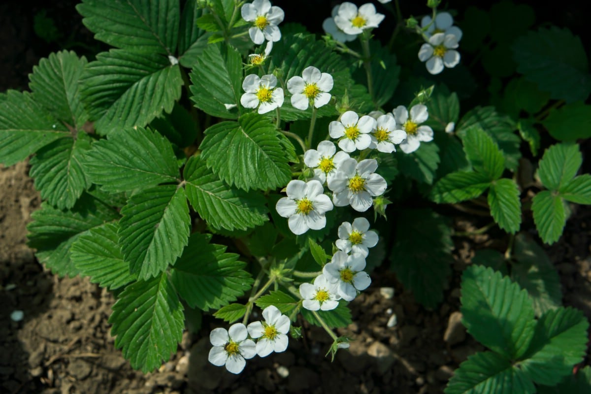 Strawberry plant flowering in a shady spot.