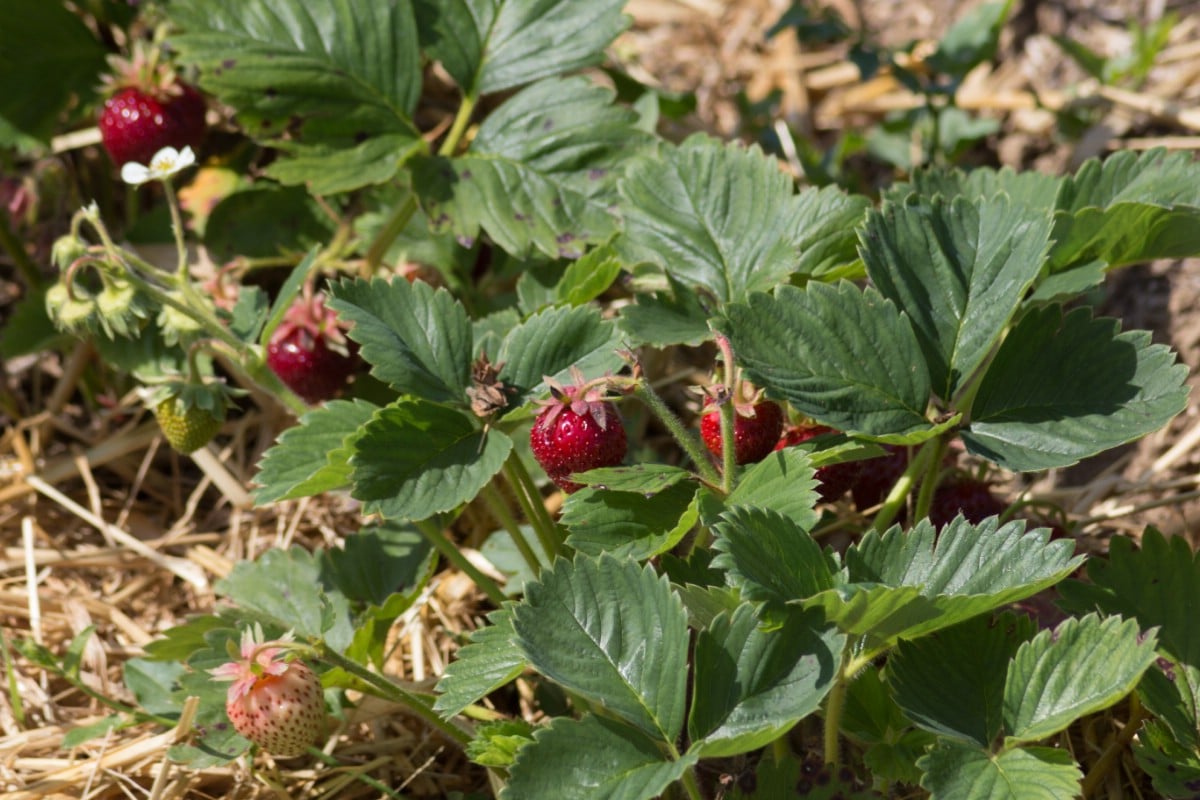 Strawberries with companion plants ready to harvest.