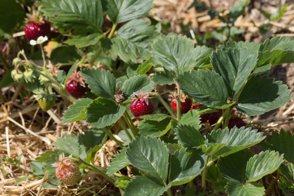 Image of Clovers strawberry companion plant