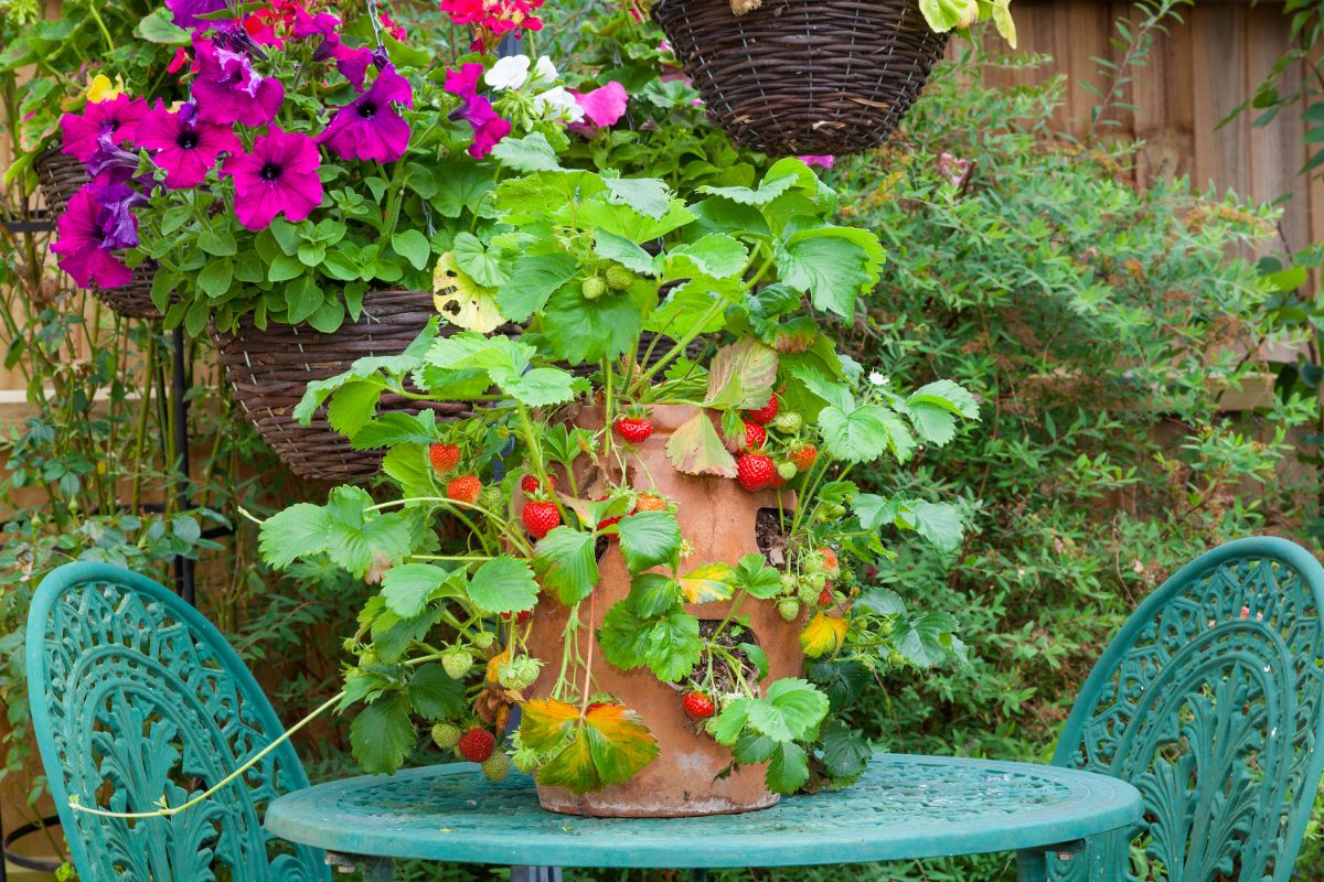 Strawberry plant in a terracotta pot on the green garden table.