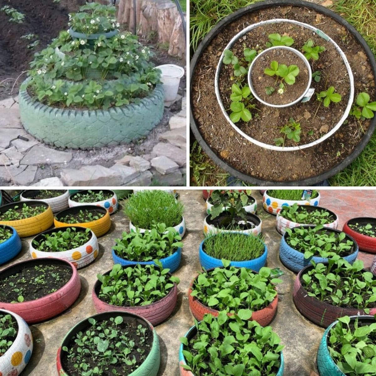 Image of DIY strawberry planter made from old tires