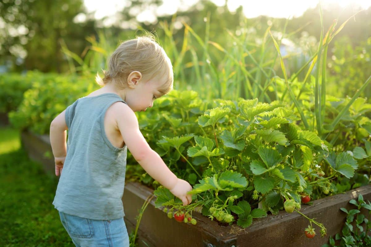 A child picks a fresh strawberry from a home strawberry bed.