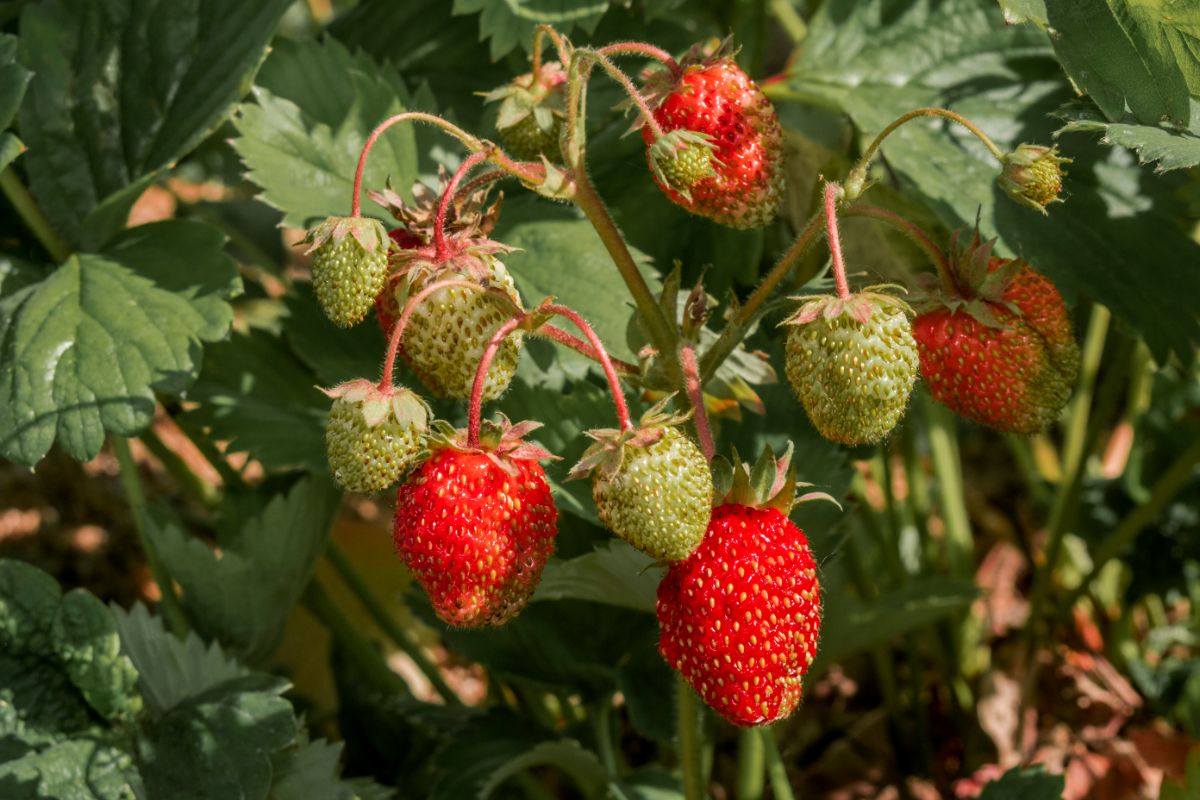 Tristan strawberry variety in a hanging basket.