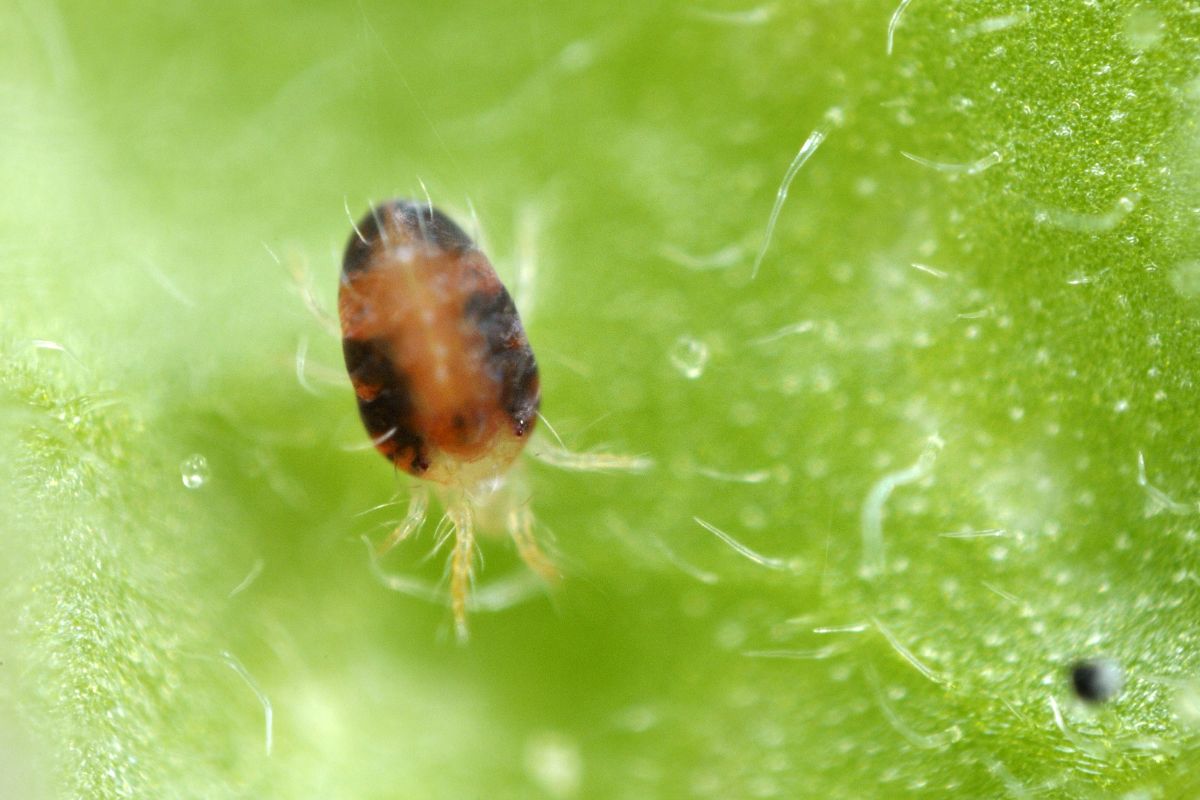 Two spotted spider mite on a green leaf.
