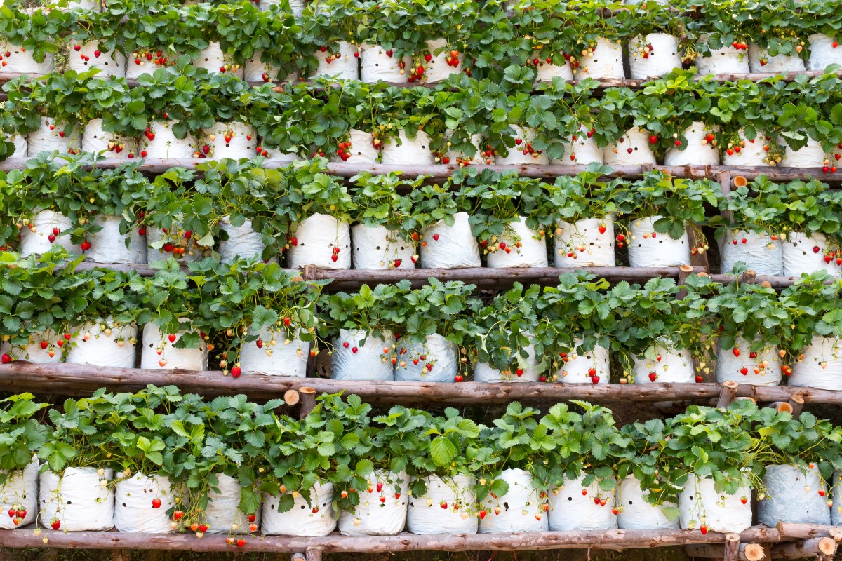 Vertical strawberry farming.