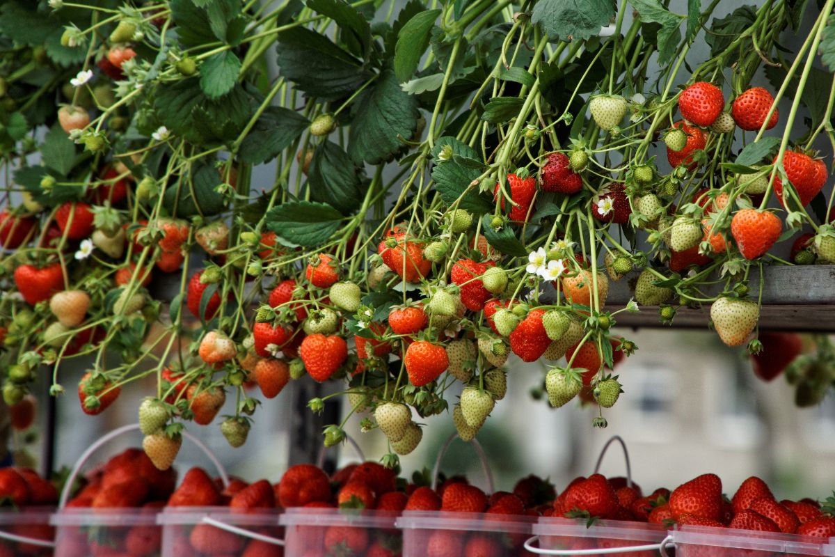 Everbearing strawberries grow from a gutter system