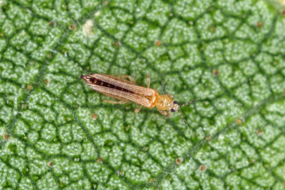 Thrip on a green leaf.