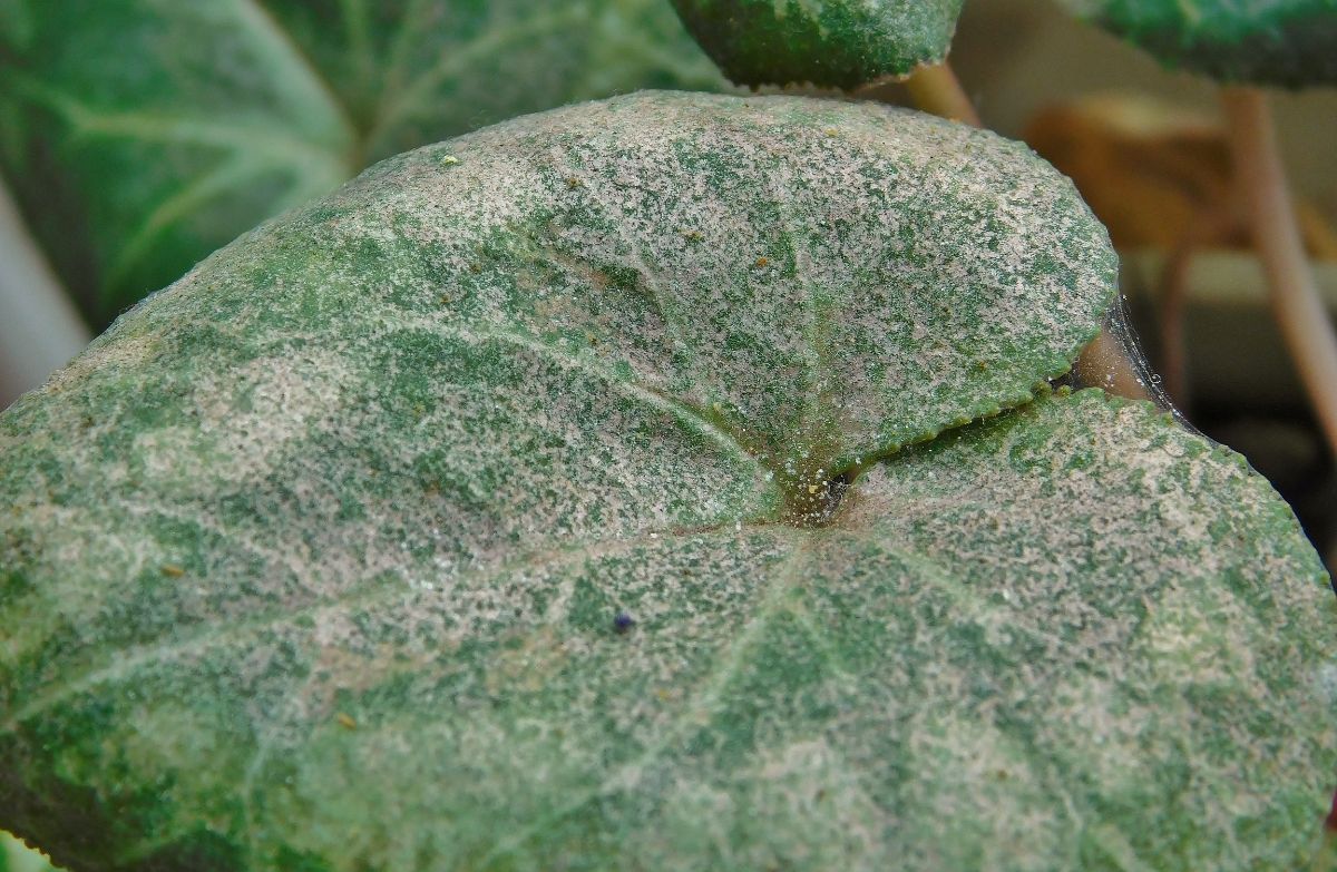 Cyclamen mites on a green leaf.