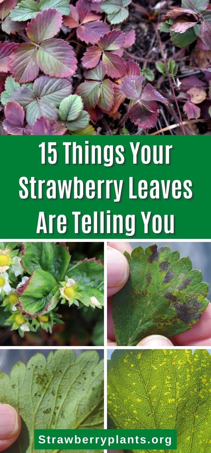 15 Things Your Strawberry Leaves Are Telling You Strawberry Plants