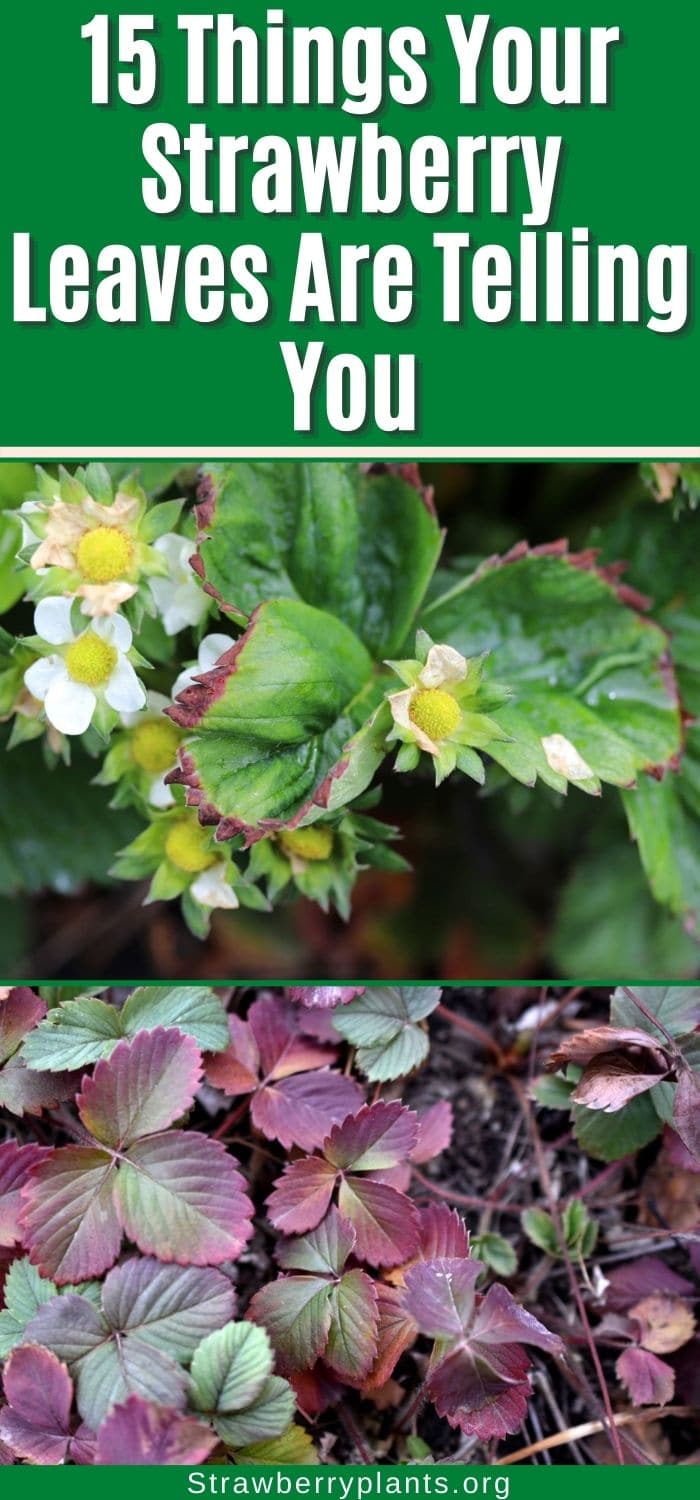 15 Things Your Strawberry Leaves Are Telling You – Strawberry Plants