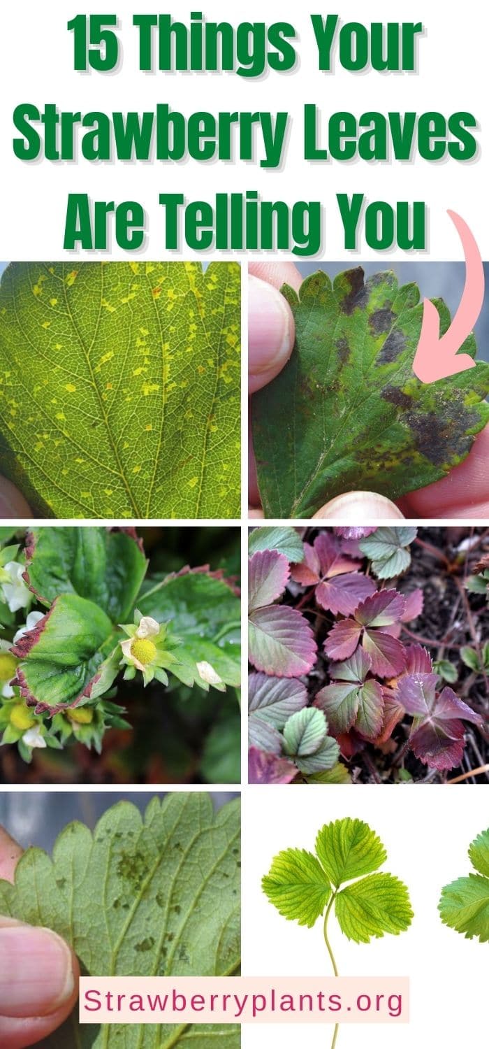 15 Things Your Strawberry Leaves Are Telling You Strawberry Plants