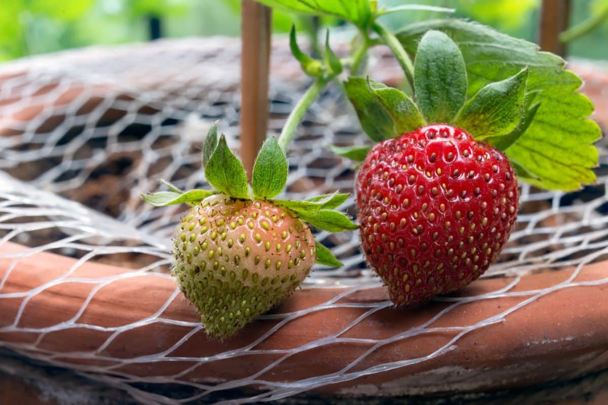 Close-up of ripe and unripe albion strawberry growing in a pot.