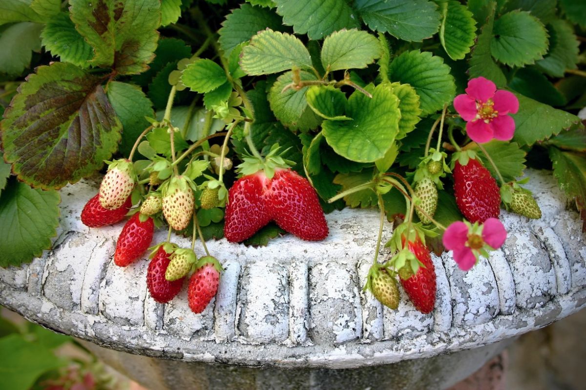 Berries galore rose variety in a stone pot with ripe and unripe fruits.