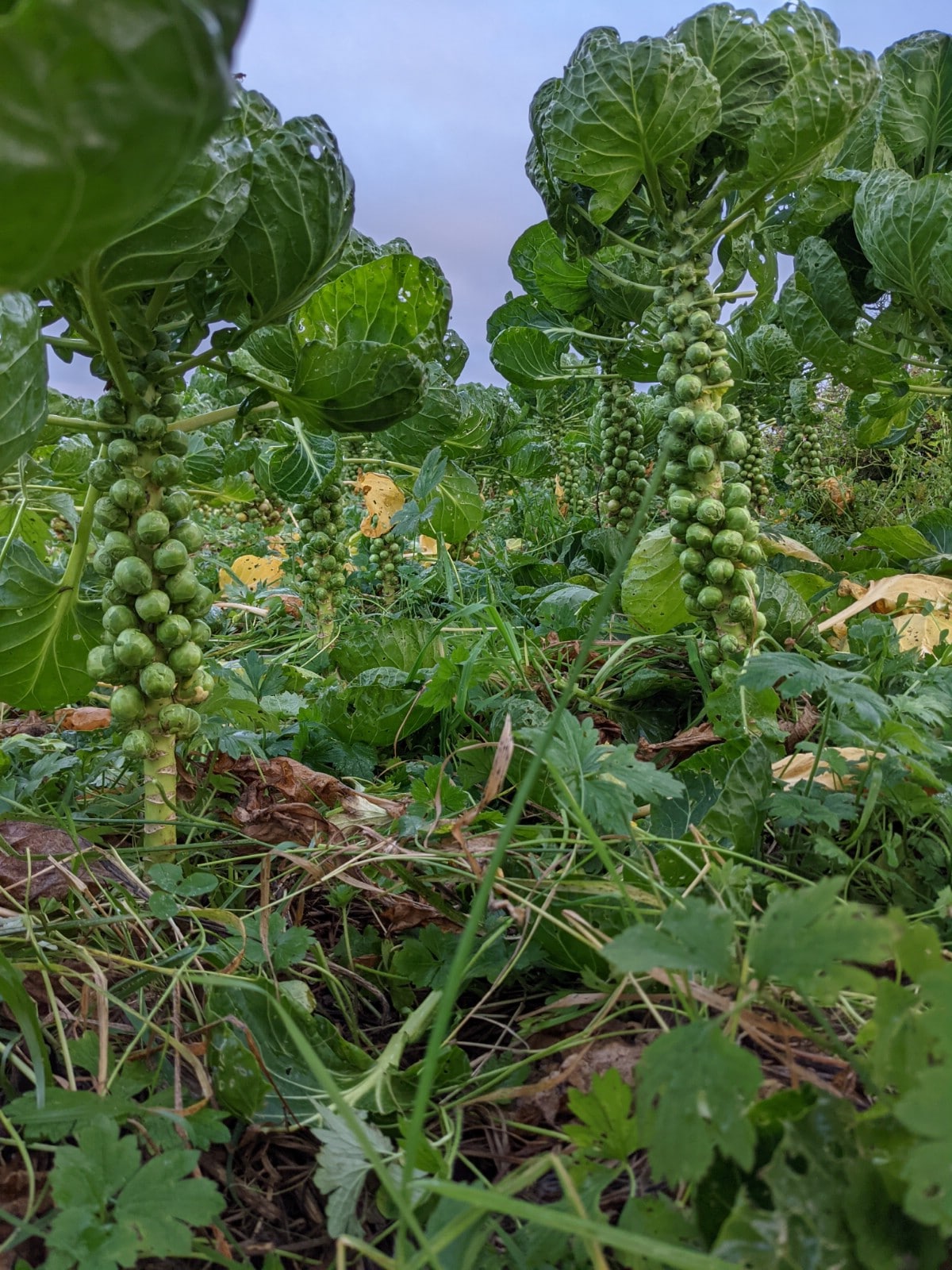 Brussel sprouts ready to harvest.