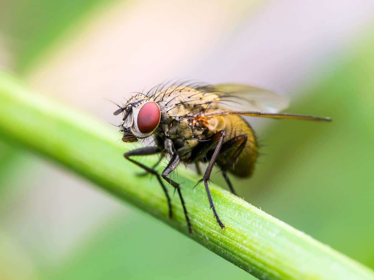 Fruit fly on a green plant.