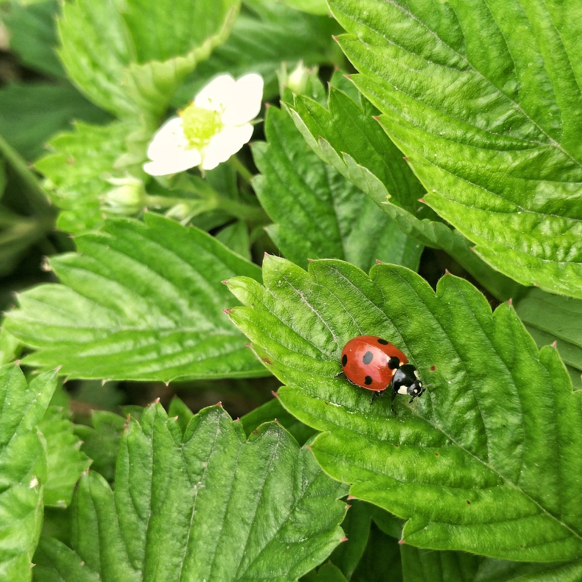 Ladybug on strawberry leaves.