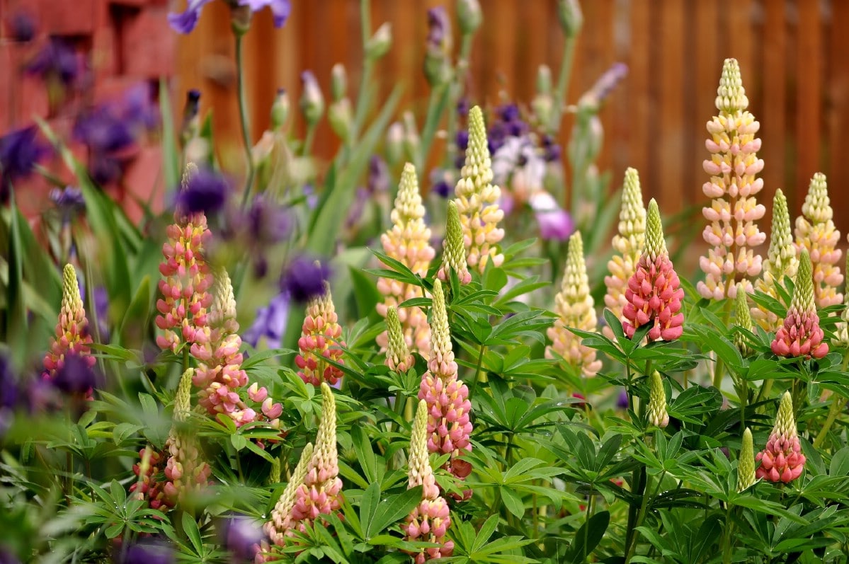 Lupin flowering in the garden.